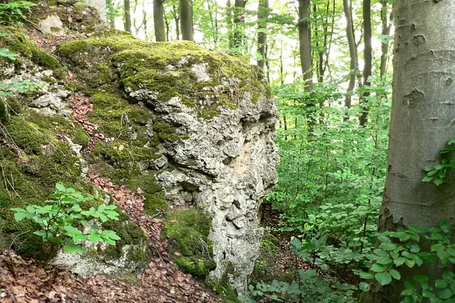 Burg Hallermund – Ruin, 24 km from Hanover