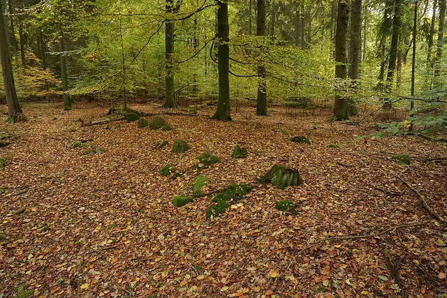 Alter Hau 3 – Megalith, 21 km von Hamburg