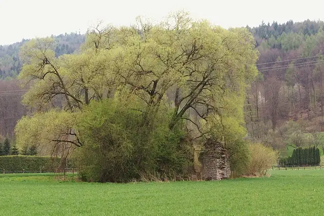 Bacheburg – Ruin, 9 km from Großostheim